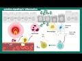 Cytokines | subclasses of cytokines | functions of cytokines | USMLE step 1
