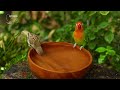 Video For Cats - 4 Hours Of Cute Birds And Squirrels Fighting For Food - CatTV Central