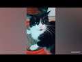 Super FUNNY CAT VIDEOS! 😹 Funny ANIMALS videos 2024