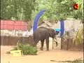 Elephant attack - Thrissur