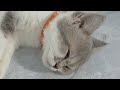 Try Not To Laugh Cats And Dogs Videos😺🐶New Funny Animals Video 2024