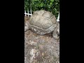 Tortoise and friends 4K