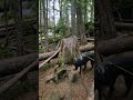 Today's 06/15 /2024 hike at Clearwater Falls , Oregon with Labrador Remmi