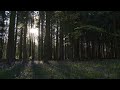 4K HDR Bluebell Woods - English Forest - Birds Singing - No Loop - Relaxing Nature Video & Sounds