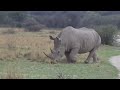 Rhino in the road