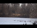 Geese At Bowers Rock #wildlife #animallover