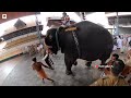 ഗുരുവായൂർ ആനയോട്ടം | Guruvayur Anayottam 2022 | Guruvayur Elephant Race | Ravi Krishnan Elephant 🔥😍