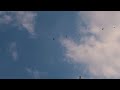 Starlink Satellites train seen in the sky  LOW PASS Elon Musk SpaceX