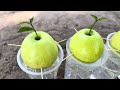 How To Grow Apples Trees From Apples Fruits growing fest with Aloe Vera # Eggs Chicken and Sprite