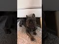 Pulling Maui is always fun😂#dog #frenchbulldog #doglover #puppy #frenchie #cutedog #bulldog #funny