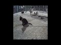 🐈😸 Best Cats and Dogs Videos 😹😂 Best Funniest Animals Video 2024 #14