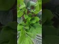 #terracegarden #gardening #viral # Aise lagaen#z z plant full oxygen dene wala plant