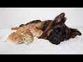 German Shepherd Meets Baby Kittens for the First Time