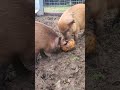 Pigs Eating Pumpkins! 🐷