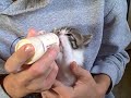 Hungry Kitten - orphaned kitten learns to take a bottle