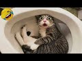 CATS you will remember and LAUGH all day! 😂Funny Cats Videos 2023