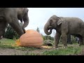 One Hour Of Elephants Squishing And Crunching Giant Pumpkins