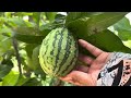 Unique Techniques For Propagating Mango Tree With Watermelon, Stimulating Fruit Production