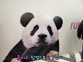 주말 더현대서울 나들이~ 푸바오 fubao🐼♡크리스마스 트리☃️🌲♡테디뵈르하우스🐻🥐🥖🥨🍪♡VEZZLY♡한강 SEOUL  KOREA🇰🇷🫶🫰Marry Christmas 🎄고급화질선택