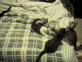 Kittens and their toy