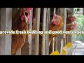 5 Natural Ways to Boost Your Chicken Egg production