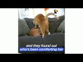 Hidden Camera Catches Cat Cuddling Anxious Dog