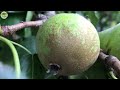 How Farmers Harvest Pears | Processing Pears in a Factory | Agricultural Technology #25.