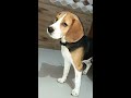 Beagle Barking