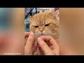 YOU LAUGH YOU LOSE 😍 Funny Cat Videos of 2024 😍 #cute #cat #catsvideos #cutecats #cats