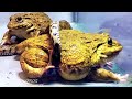 Wow!! Asian Bullfrog Eating By Big Snake! Warning Live Feeding