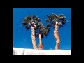 Playboi Carti x Wiz Khalifa Type Beat - Palm Trees | Fly Melodies