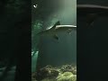 Underwater Walkway at SeaWorld