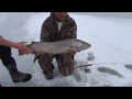 Biggest Brown Trout In The World Ice Fishing