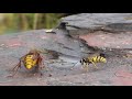 Wasps nightmare: Hornet as killer. Wespen-Albtraum: Hornisse als Killer