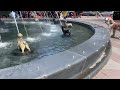 Fountain of Dogs—Toronto.