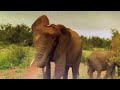 Baby elephant curios about safari car and  protective parents