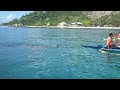 Whale Shark in Oslob, Cebu.