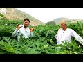 पपीता की खेती की जानकारी | papaya farming in india | papita ki kheti ki sampurn jankari