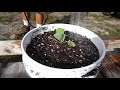 Best Way to Grow Cabbage in 5 Gallon Bucket