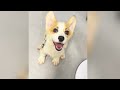 A 2-month-old stray Corgi just wanted to find shelter from the rain,but the shop owner kicked it out