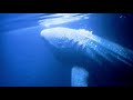Maldives Whalesharks 2019