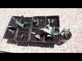 How to care for an agave plant and help it grow huge!