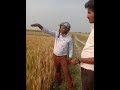 Irrigation issues @Wheat zone, Rupandehi