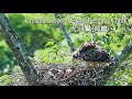 大冠鷲-育雛/Crested Serpent Eagle-Feeding Chick