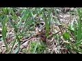 Garter snake encounter