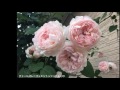 2017 バラに囲まれた家　Green's Garden 薔薇の庭