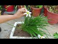 How to Multiply Rain Lily Plant | Grow and Care Rain Lily Plant