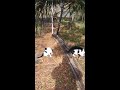 The white and black cat : Three  Zzam Tigers