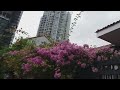 Beautiful Bougainvillea flowers||Bebs Ng Singapore #shorts