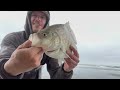 Surf Perch Fishing REDTAIL Surf Perch and DUNGENESS Crab - HOW I FIND & CATCH SURF PERCH